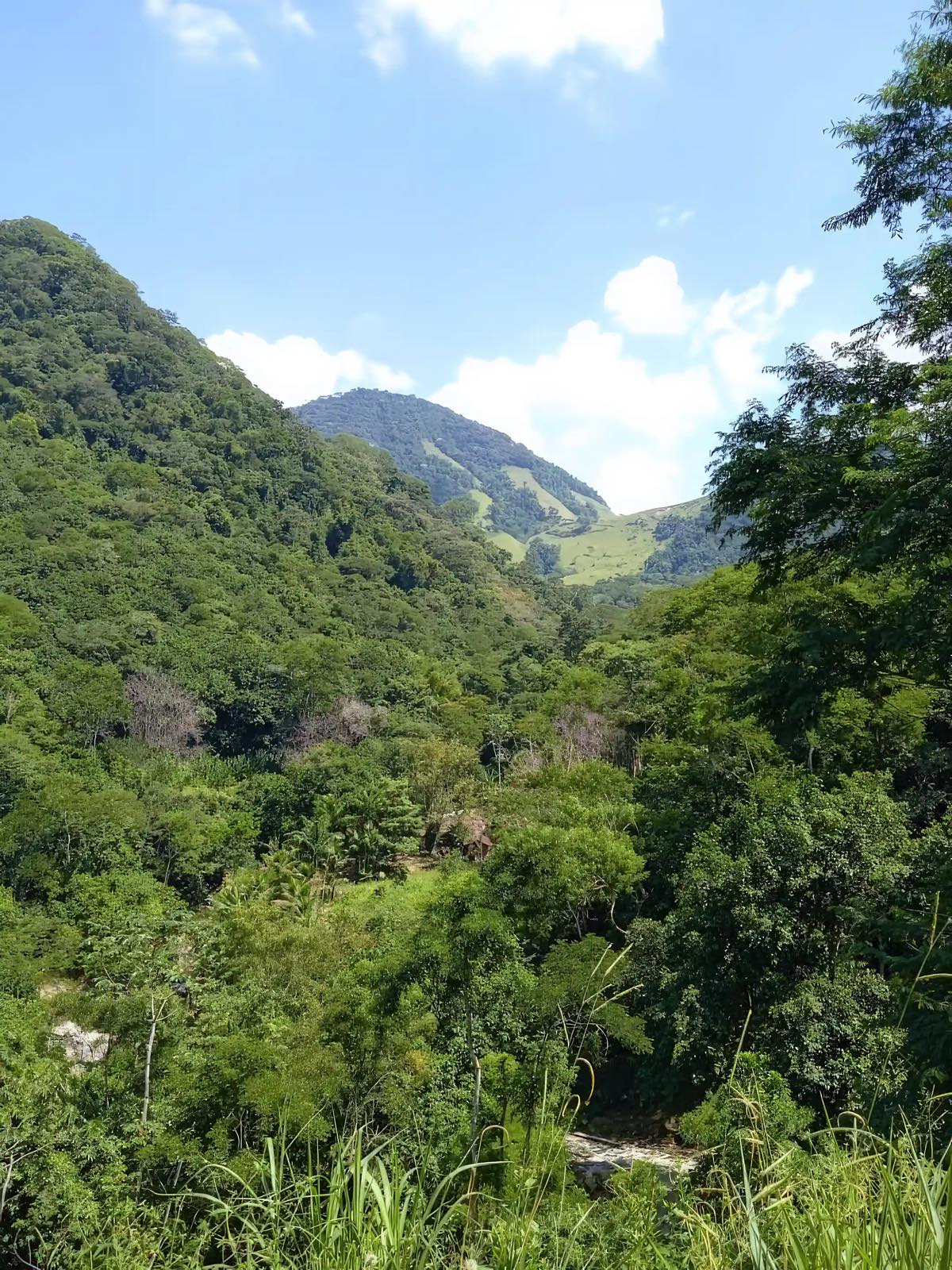 Mountain jungle around the Sana valley